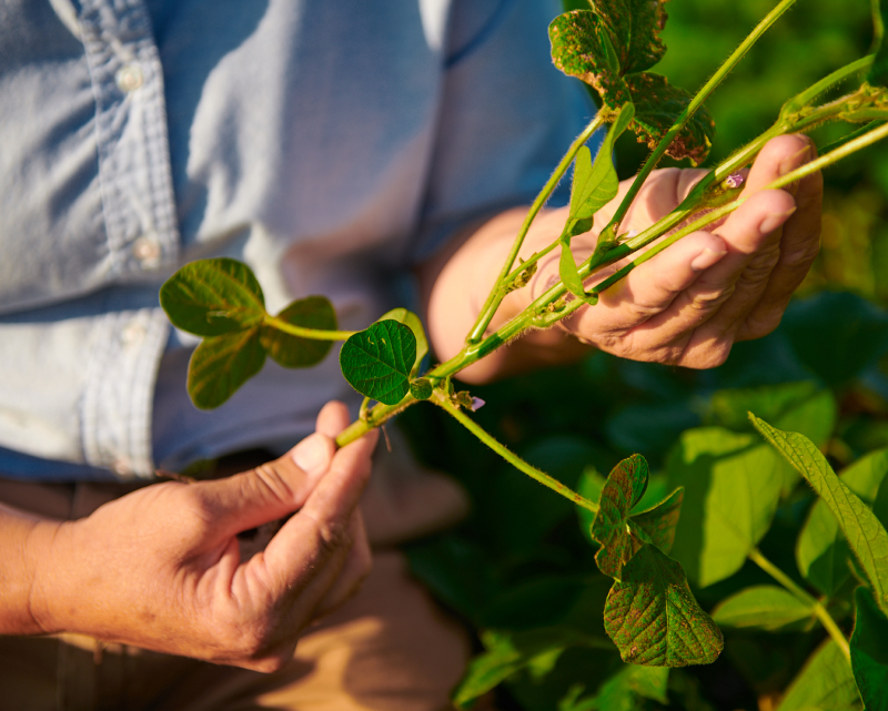 soy-connection-how-is-soybean-oil-made-sustainably-CAVIN RESOURCES